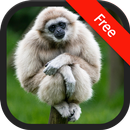 Âm thanh của Gibbon APK