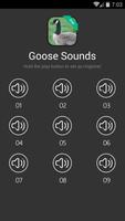 Goose & Geese Sounds Affiche