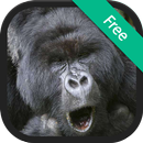 Âm thanh của Gorilla APK