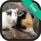 Guinea pig sound and ringtones icon