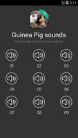 Guinea pig sound and ringtones Affiche