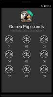 Guinea pig sound and ringtones स्क्रीनशॉट 3