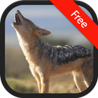 Icona Jackal (Animal) Sounds