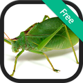 Katydid sound ringtones