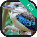 KooKaburra Sound Ringtones APK