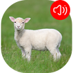 Lamb Sounds