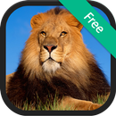 Lion Âm thanh APK