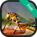 APK Locust & Grasshopper sounds