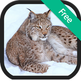 Lynx & rare wild cats sounds icône