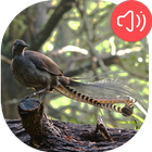 Icona Lyrebird Suoni