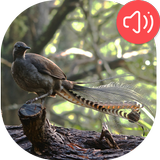 Lyrebird Sounds ícone