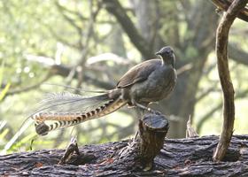 Lyrebird Sounds Affiche