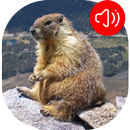 Marmot sounds APK