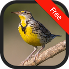 Meadowlark bird sounds icon