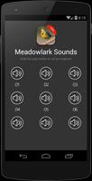 Meadowlark bird sounds poster