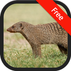 Dźwięk Mongoose ikona