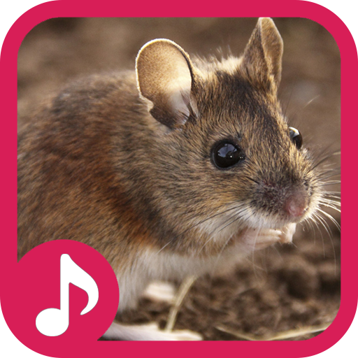 Звуки крыс и мышей слушать. Звук крысы. Крысиные звуки. Звуковая для крыс. Язык крыс звук.