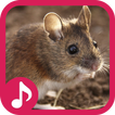 Mouse and Rat sounds