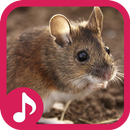 Mouse and Rat sounds aplikacja