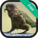 APK New Zealand Bird Songs