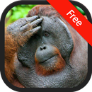 Sound of Orangutan APK