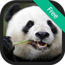 Âm thanh của Panda APK