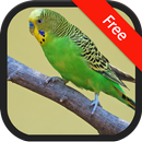 Âm thanh của Parakeet APK