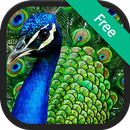 Peacock Calls and Sounds APK