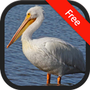 Pelican Bird (Animal) Sounds APK