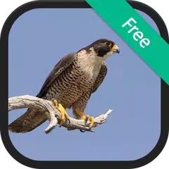 Peregrine Falcon sounds