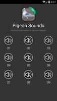 Pigeon Sounds Affiche