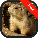 Prairie Dog Sounds APK