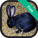 Thỏ và Bunny Âm thanh APK