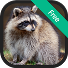 Raccoon Calls & Sounds icon