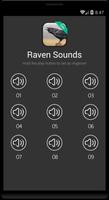 Raven bird sounds Ekran Görüntüsü 3