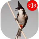 Red-whiskered bulbul Ringtones আইকন