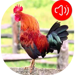 Rooster Ringtones APK download