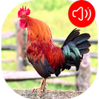 Rooster Ringtones آئیکن