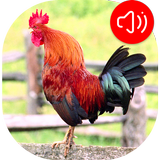 Rooster Ringtones icône