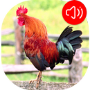 gallo Tonos APK