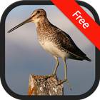 Snipe bird sounds simgesi