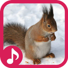 Squirrel Sounds simgesi