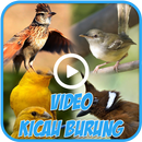 Video Kicau Burung Masteran APK