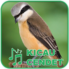 Kicau Burung Masteran Cendet icon