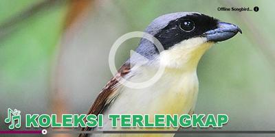 برنامه‌نما Kicau Burung Masteran Cendet عکس از صفحه