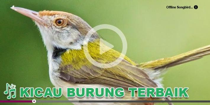 Kicau Burung Masteran Ciblek For Android Apk Download