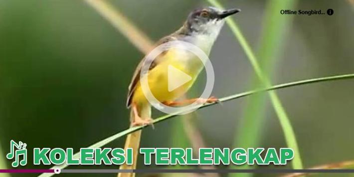 Kicau Burung Masteran Ciblek For Android Apk Download