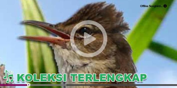 Kicau Burung Masteran Cililin For Android Apk Download