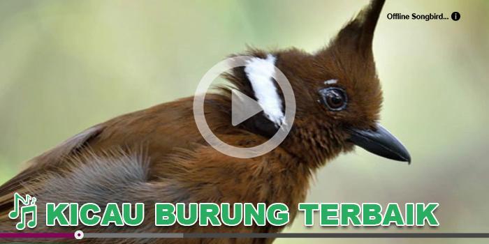 Kicau Burung Masteran Cililin For Android Apk Download