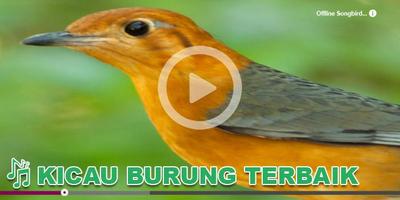 Kicau Burung Masteran Anis ポスター